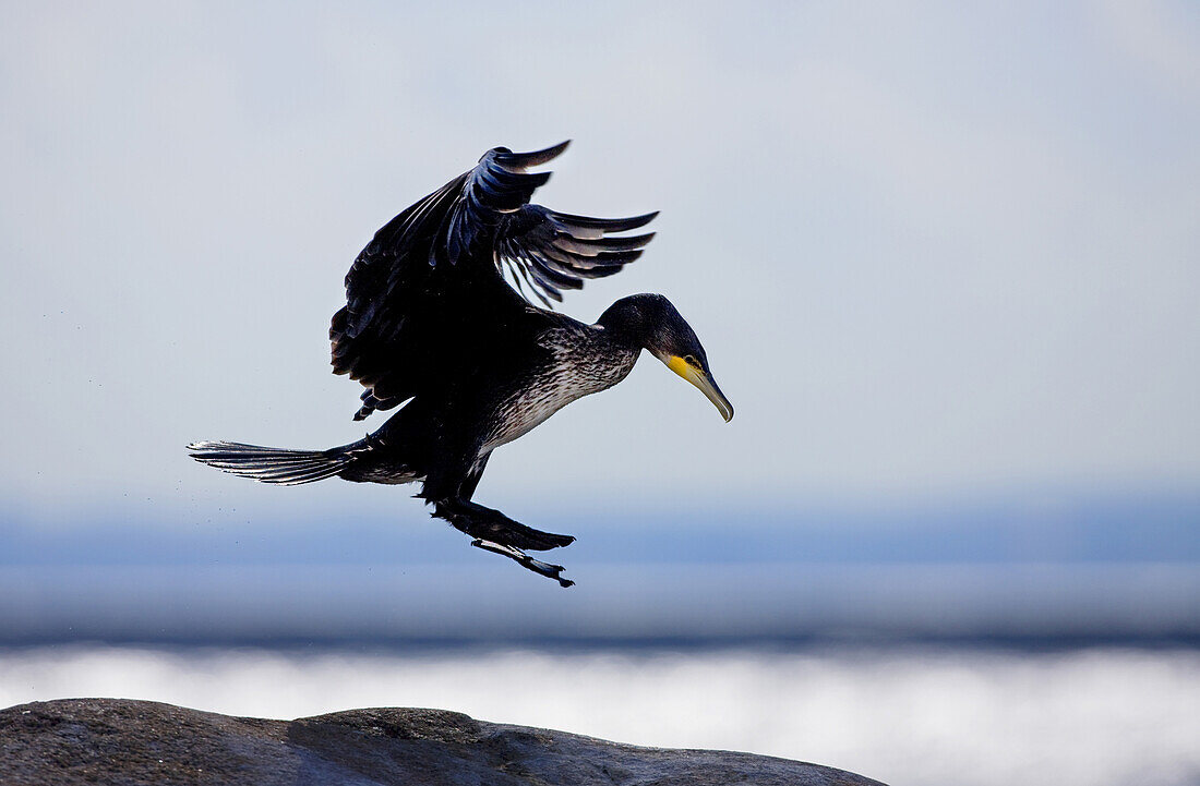 A cormorant is landing on a rock near Oresund, the strait between Denmark and Sweden.