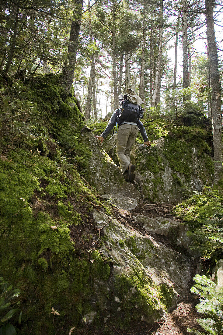 Mid adult woman hiking the Longtrail North to the top of Mt. Abraham in Vermont, USA.