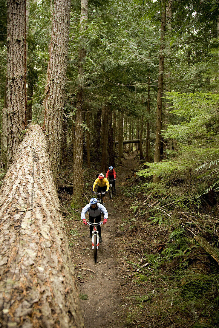 Three mountain bikers dressed in colorful clothing riding the Discovery Trail outside of Port Angeles, Washington.