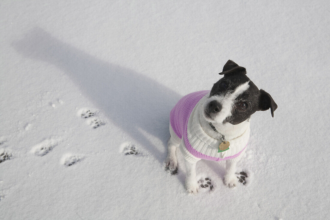 Jack Russell Terrier looking at camera with pink sweater on.