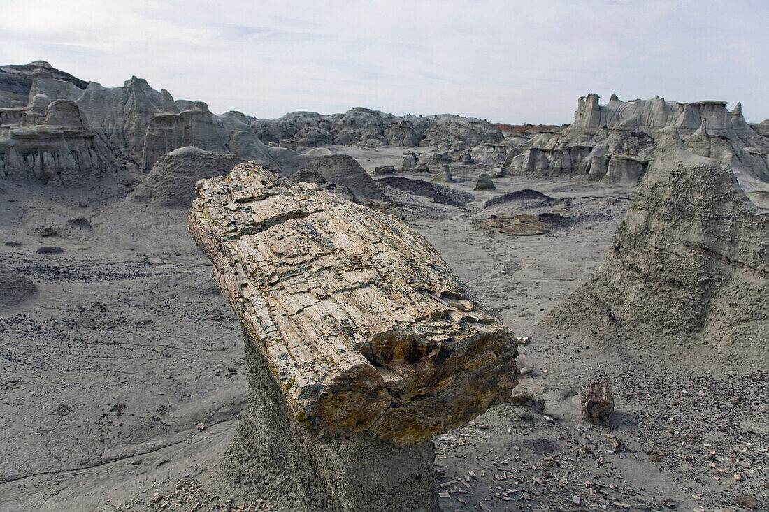 Petrified tree in the Bisti Badlands Wilderness in northwestern New Mexico.