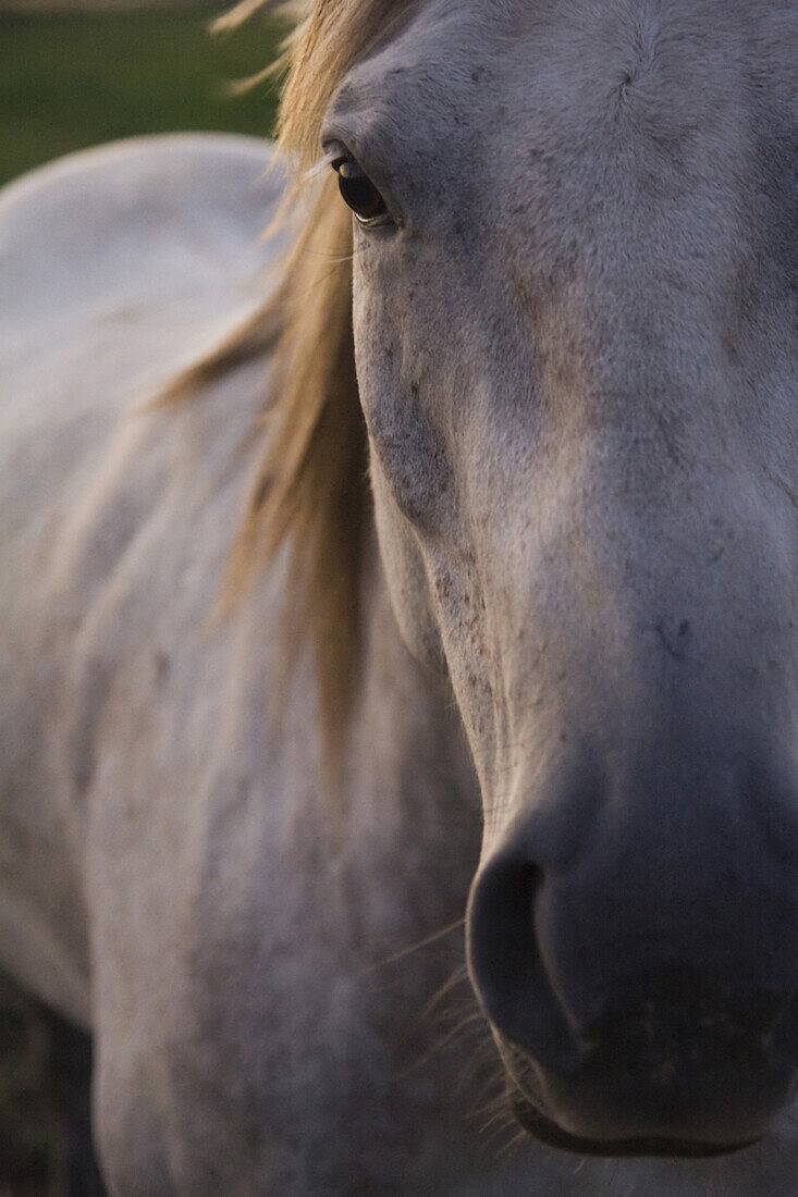 Portrait of a horse on a ranch in Victor, Idaho.