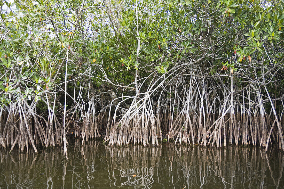Thicket of red mangroves Rhizophora mangle, along the Nine Mile Pond Canoe Trail in Everglades National Park, Florida.