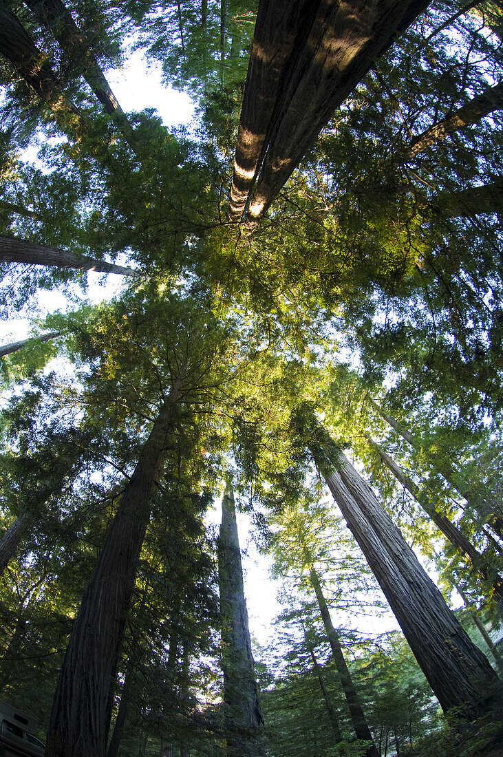 Giant Redwoods, Van Duzen County Park, Carlotta, California upward view,.
