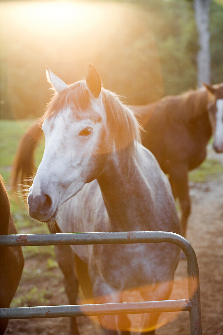 David Ashcom of Free Union, VA, a ten minute drive outside of Charlottesville, breeds, boards and trains horses for hurdle jumping.  September 30, 2008