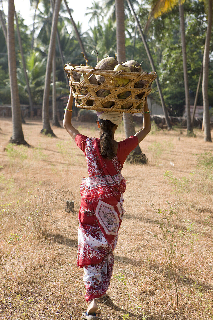 Goan woman carries collected coconut on a basket. The basket is made out of dried coconut tree-trunk.  The second major plantation crop in Goa is the coconut. Most families in Goan villages rear coconut trees. The other element of the coconut tree is that