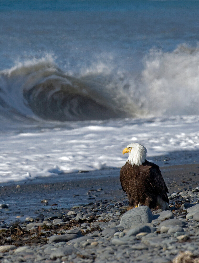 An American Bald Eagle haliaeetus leucocephalus, stands on the rocky beach watching waves roll in at Kachemak Bay near Homer, Alaska.