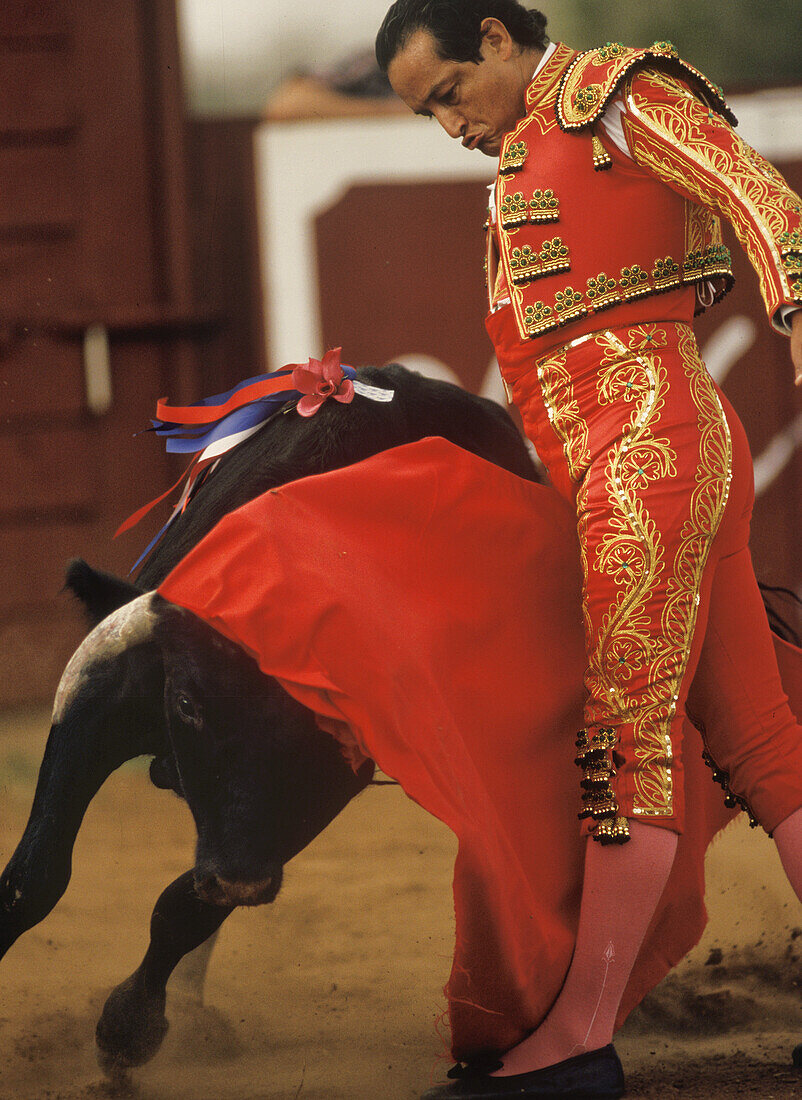 Matador Enriqué Delgado's dressed in a red Traje de luces or suit of lights, guides his charging bull just inches from his body, this act shows the skill and bravery required to fight bulls at a bloodless bullfight in the Santa Maria Bullring in Texas.