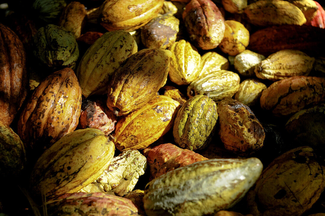 A pile of Cacao pods at the Monterosa plantation on March 27, 2009 in Choroni, Venezuela. Cacao is the raw ingredient used to make fine chocolates that are sold in Europe and the United States. The cacao from this region of Venezuela is so desirable that 