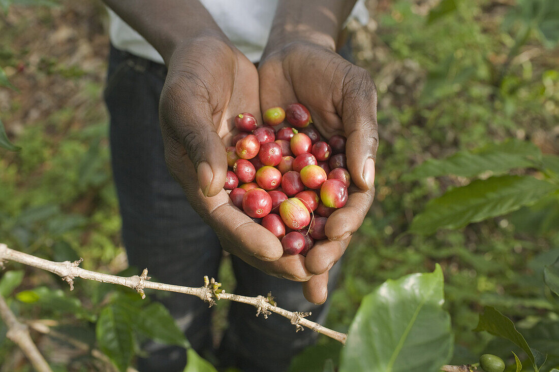 Coffee farmers pick coffee berries by hand in the Kabuye area of Rwanda.