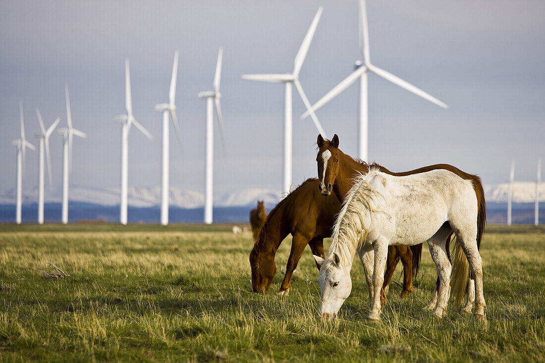 Horses grazing below wind turbines at a wind farm in Southern Wyoming.