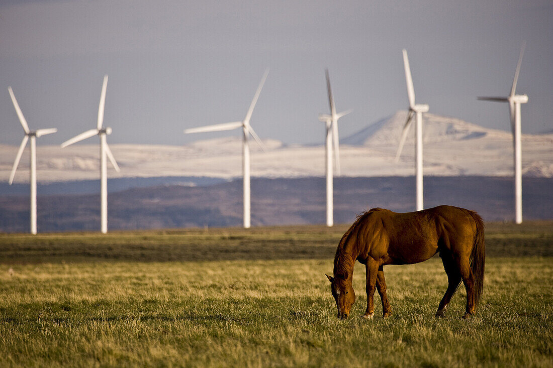 Horses grazing below wind turbines at a wind farm in Southern Wyoming.