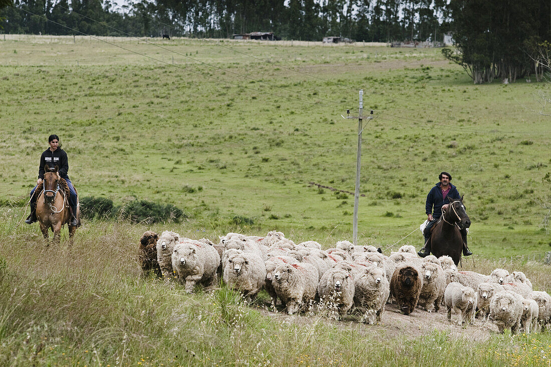 A man and his daughter with horses moving a group of sheep in Uruguay.