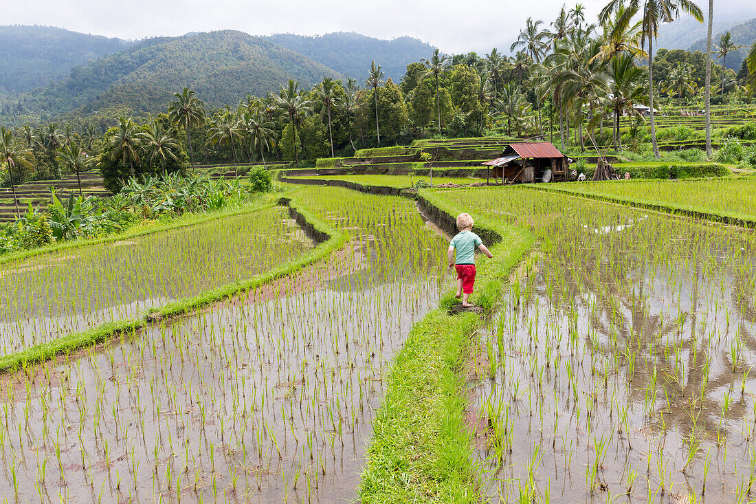 Hiking in the rice field, paddies, German young boy, 3 years old, mountains, palm trees, family travel in Asia, parental leave, German, European, MR, Munduk, Bali, Indonesia