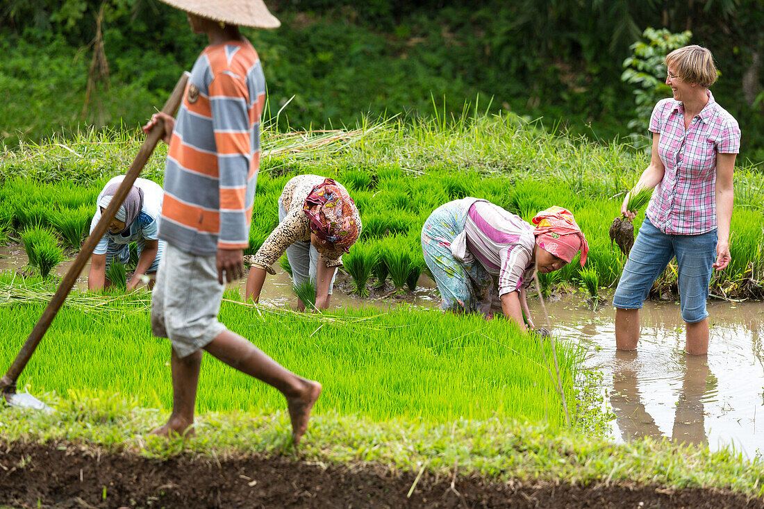 German women with Indonesian women in rice field, seedlings, planting, rice cultivation, contact with local people, intercultural, Tetebatu, Lombok, Indonesia