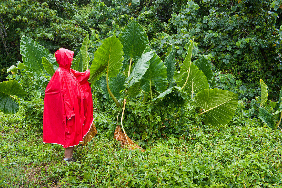 Eine Frau in einem roten Regencape bewundert riesige grüne Blätter im Dschungel des Inselinneren, Rarotonga, Cook-Inseln, Südpazifik