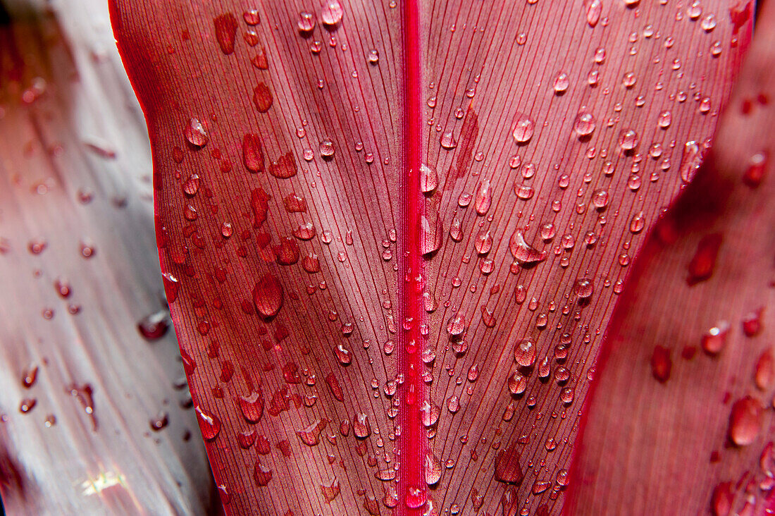 Detailaufnahme von Wassertropfen auf dem roten Blatt einer tropischen Pflanze, Mangareva, Gambier-Inseln, Französisch Polynesien, Südpazifik