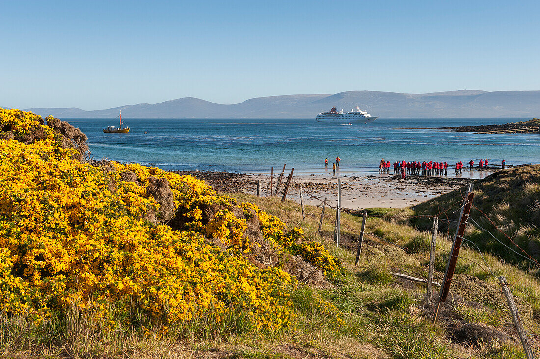 Yellow gorse and passengers of expedition cruise ship MS Hanseatic (Hapag-Lloyd Cruises) during beach landing of a Zodiac raft excursion, Carcass Island, Falkland Islands, British Overseas Territory, South America