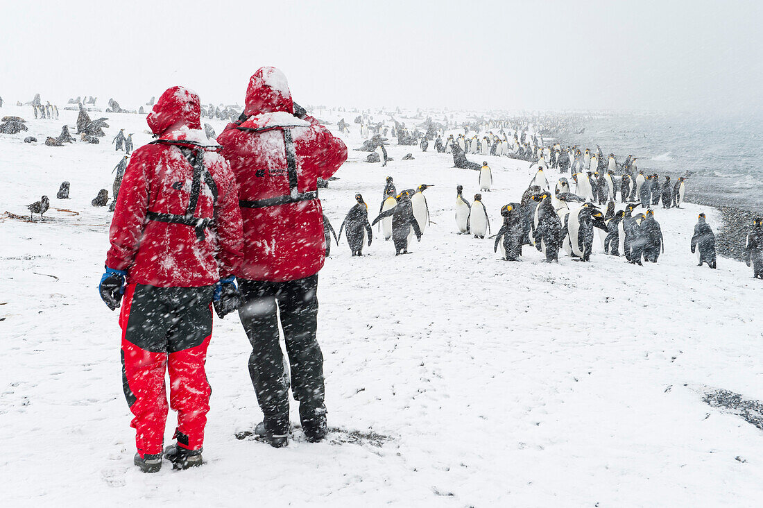 Two passengers of expedition cruise ship MS Hanseatic (Hapag-Lloyd Cruises) wearing red jackets admiring a large group of Emperor Penguins (Aptenodytes forsteri) during a snow storm on Christmas Eve, Salisbury Plain, South Georgia Island, Antarctica