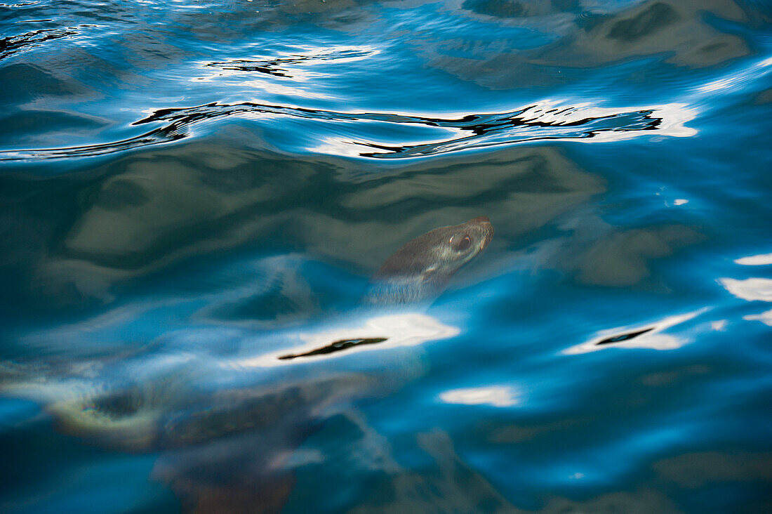 Young seal in water, Cooper Bay, South Georgia Island, Antarctica