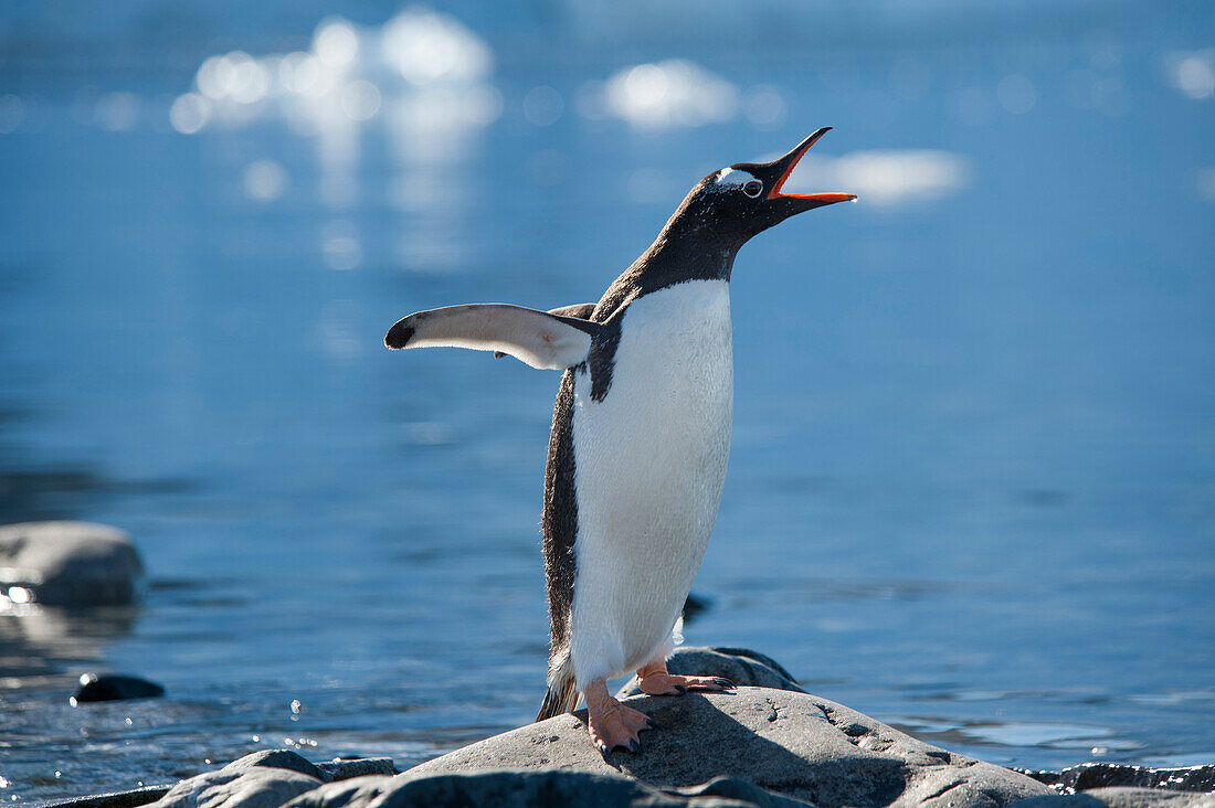 Pinguin mit offenem Schnabel, Danco Island, nahe Grahamland, Antarktis