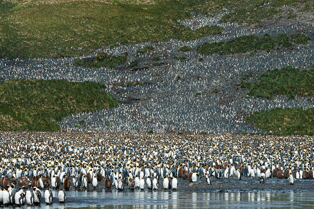 Ein Hügel voller Königspinguine (Aptenodytes patagonicus), Salisbury Plain, Südgeorgien, Antarktis