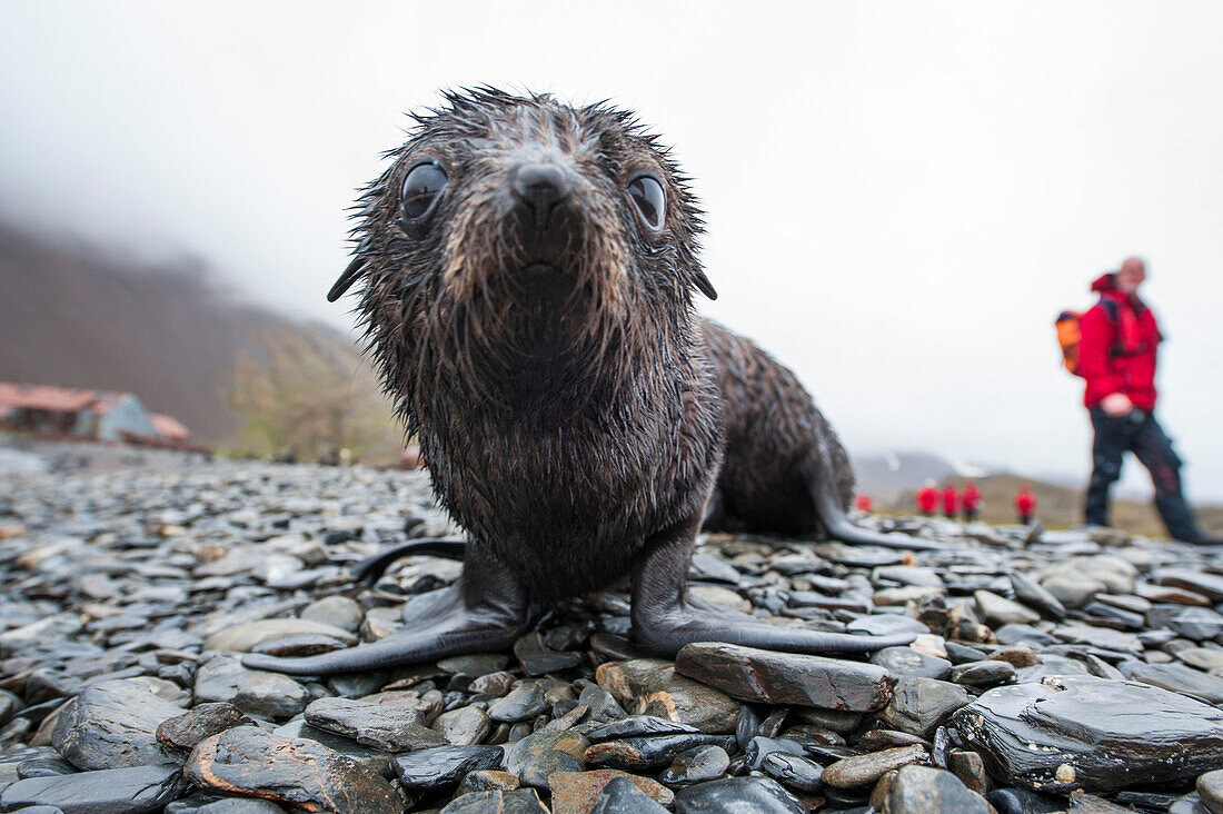 A curious seal with passengers of expedition cruise ship MS Hanseatic (Hapag-Lloyd Cruises) in the background, Stromness, South Georgia Island, Antarctica