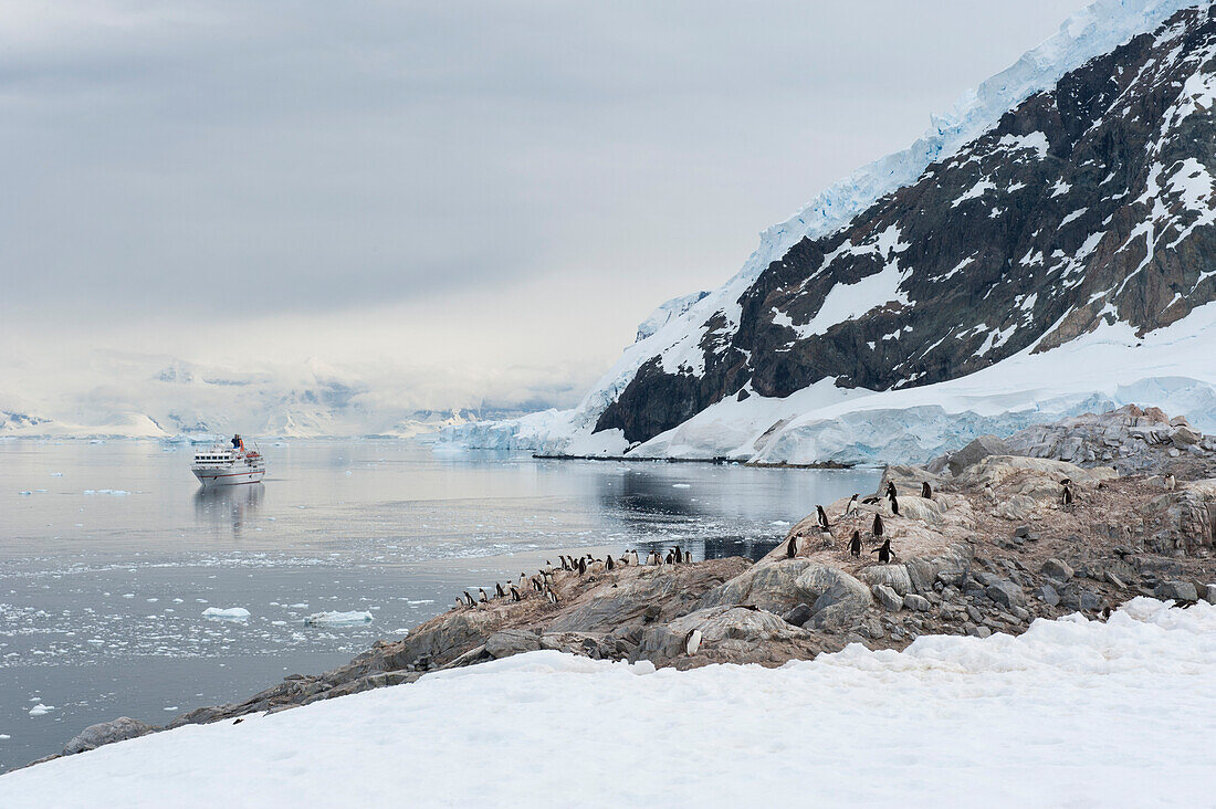 Pinguine auf Felsen in eisbedeckter Bergkulisse mit Expeditions-Kreuzfahrtschiff MS Hanseatic (Hapag-Lloyd Kreuzfahrten) auf Reede, Neko Harbour, Grahamland, Antarktis