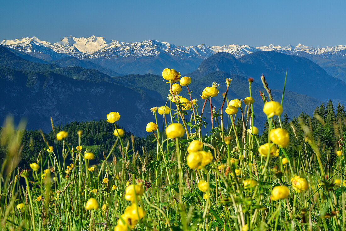 Blumenwiese mit Trollblumen, Zillertaler Alpen mit Gabler, Reichenspitze und Wildgerlosspitze, Spitzstein, Chiemgauer Alpen, Tirol, Österreich