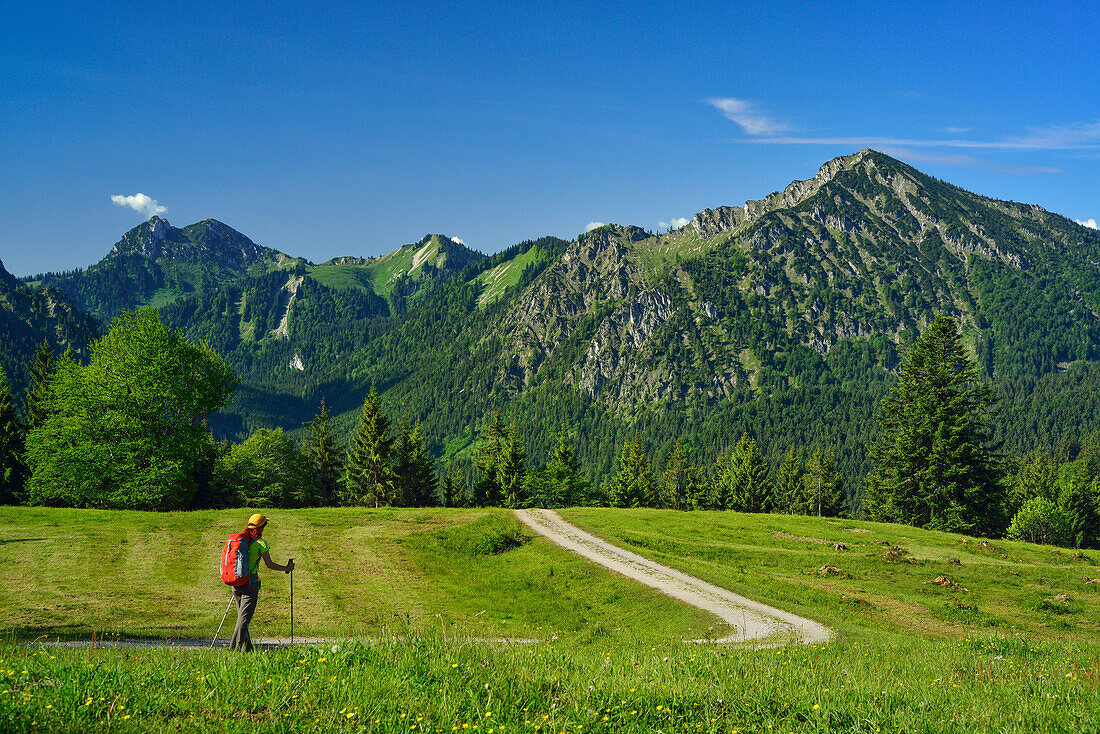 Woman hiking to Fockenstein, Bavarian Prealps, Upper Bavaria, Bavaria, Germany