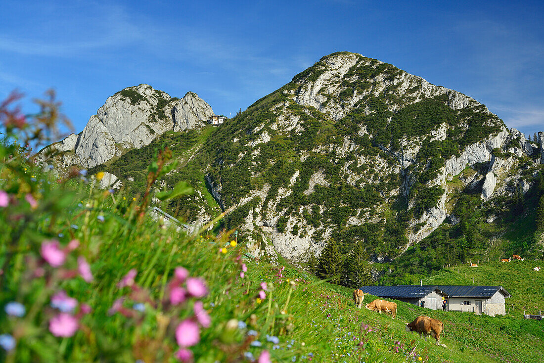 Kühe auf einer Alm, Buchstein und Roßstein im Hintergrund, Schönberg, Bayerische Voralpen, Oberbayern, Bayern, Deutschland