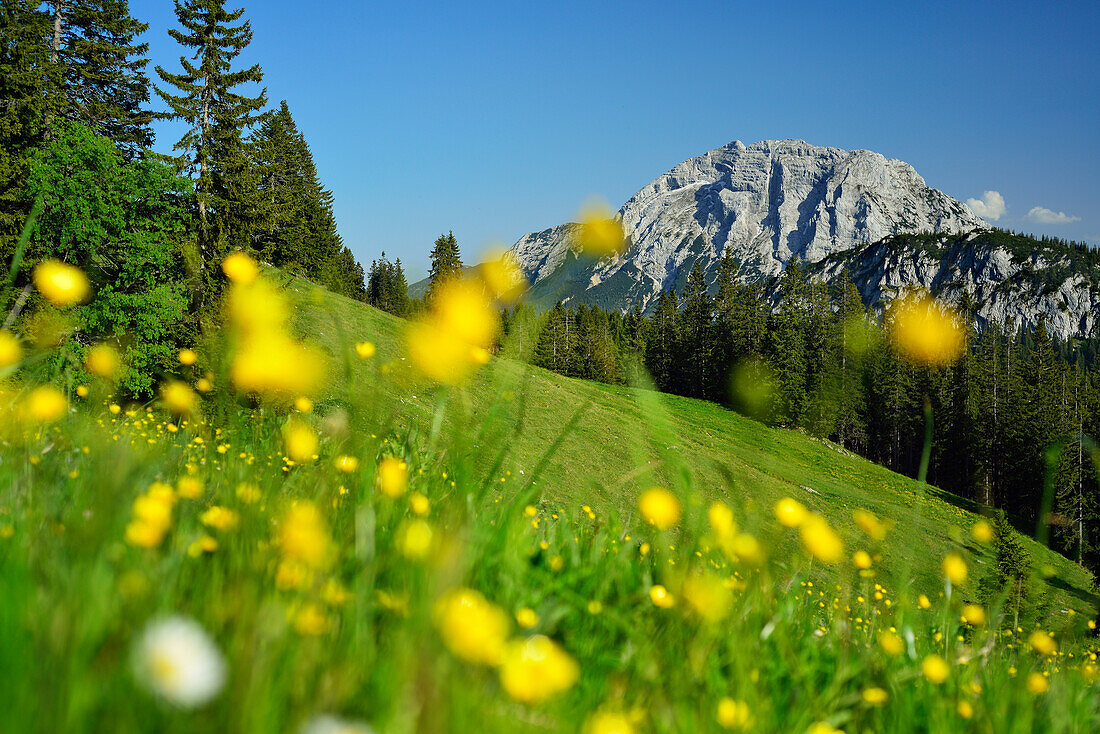 View over flower meadow to Guffert, Blauberge, Bavarian Prealps, Upper Bavaria, Bavaria, Germany