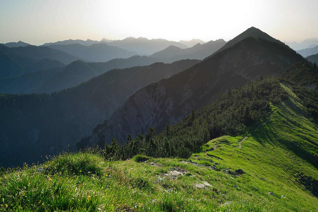 Blick über Wiesengrat zur Halserspitz, Blauberge, Bayerische Voralpen, Oberbayern, Bayern, Deutschland