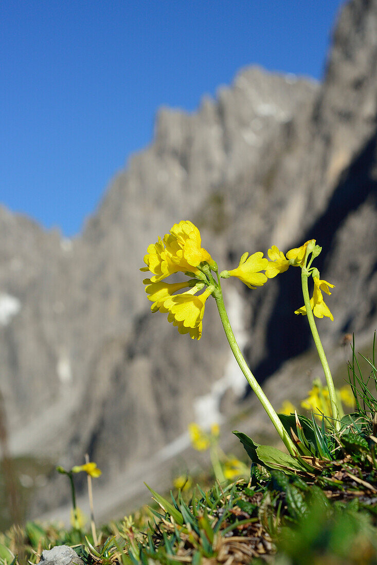 Auricula, Steinkarspitze in background, Lechtal Alps, Tyrol, Austria