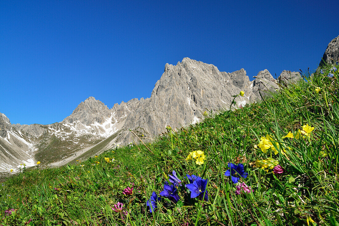 Flower meadow with gentian and auricula, Steinkarspitze in background, Lechtal Alps, Tyrol, Austria