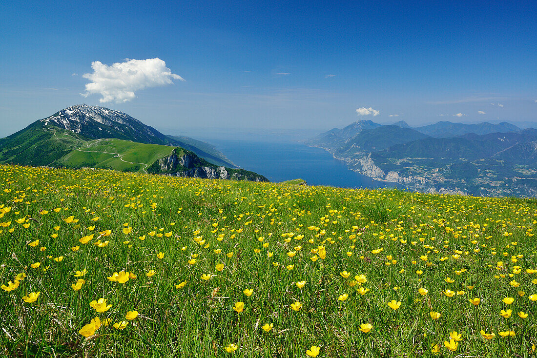 View over flower meadow to Monte Baldo and lake Garda in background, Monte Altissimo, Garda Mountains, Trentino, Italy