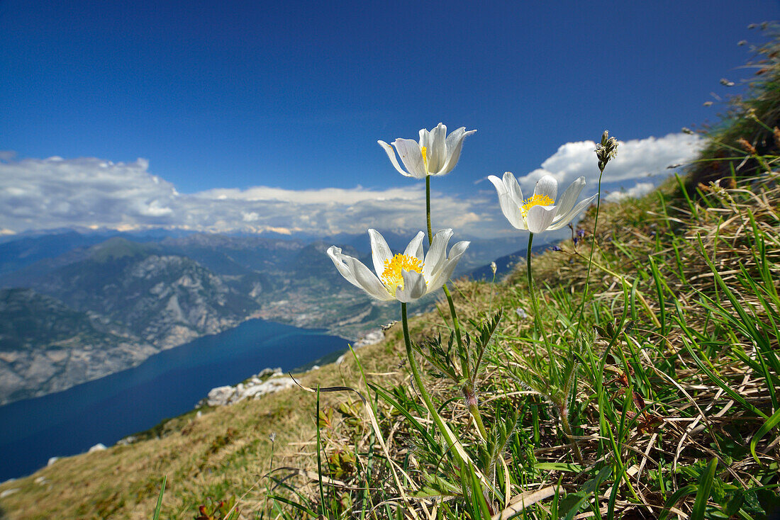 Flower meadow with anemones, lake Garda in background, Monte Altissimo, Monte Baldo, Garda Mountains, Trentino, Italy