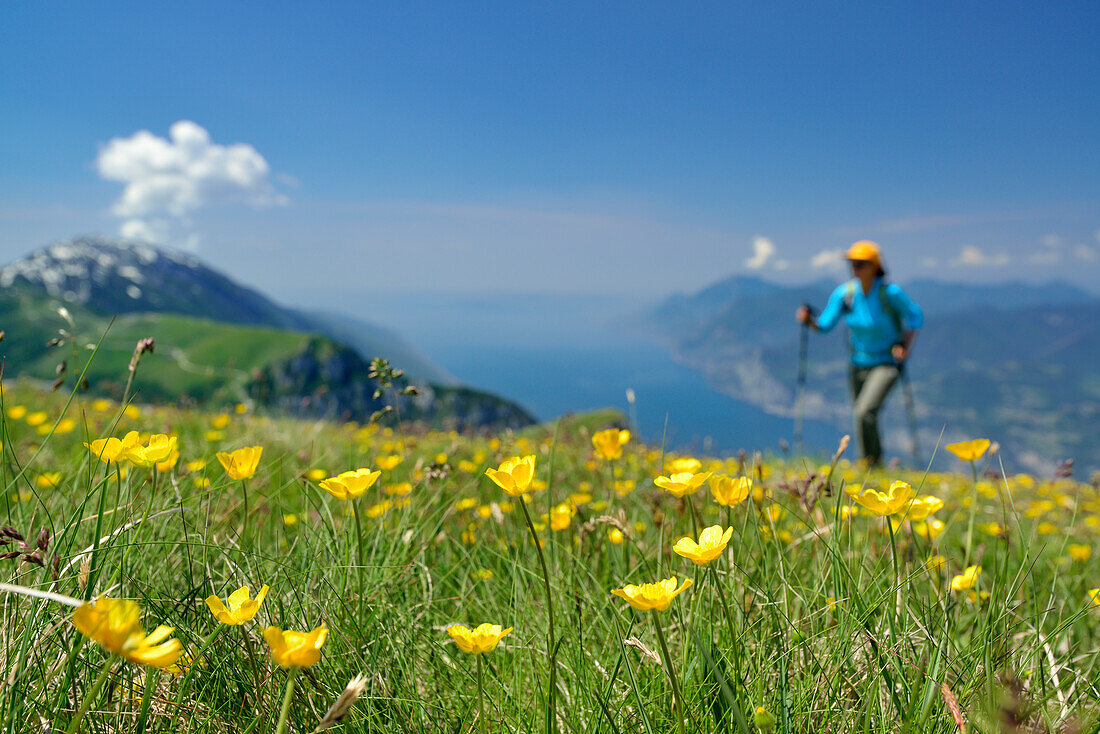 Woman hiking through flower meadow, Monte Baldo and lake Garda in background, Monte Altissimo, Garda Mountains, Trentino, Italy