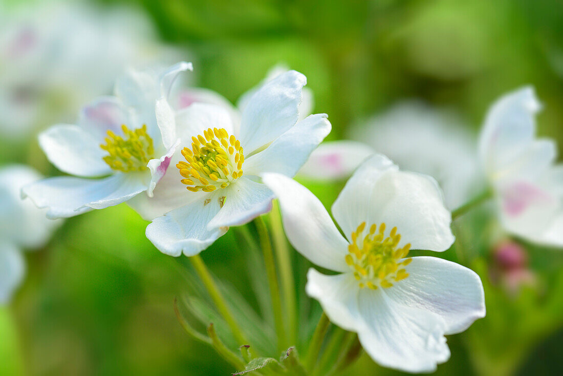 Narcissus-flowered anemone (Anemone narcissiflora), Alpine Botanical Garden of the Viote, Monte Bondone, Trento, Trentino, Italy