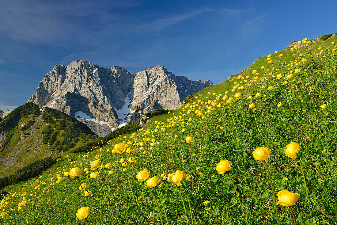 Flowering globeflowers in front of Lamsenspitze, Schafkarspitze and Hochglueck, Karwendel, Tyrol, Austria