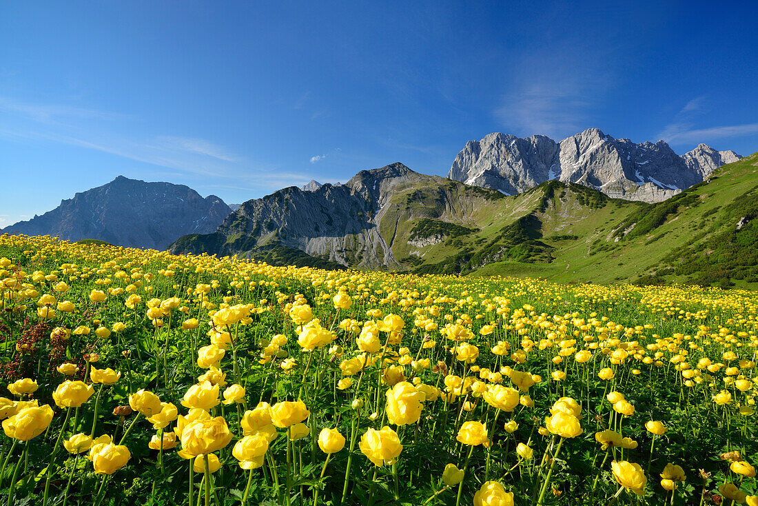 Blühende Trollblumen vor Lamsenspitze, Schafkarspitze und Hochglück, Karwendel, Tirol, Österreich