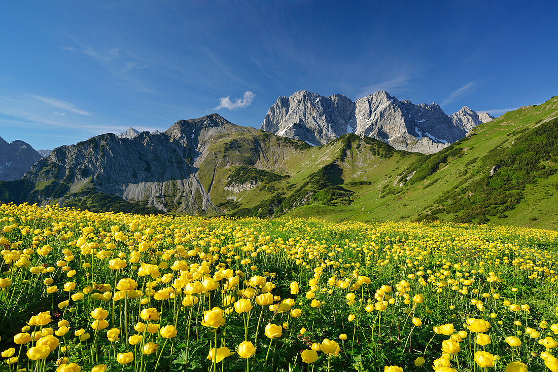 Flowering globeflowers in front of Lamsenspitze, Schafkarspitze and Hochglueck, Karwendel, Tyrol, Austria