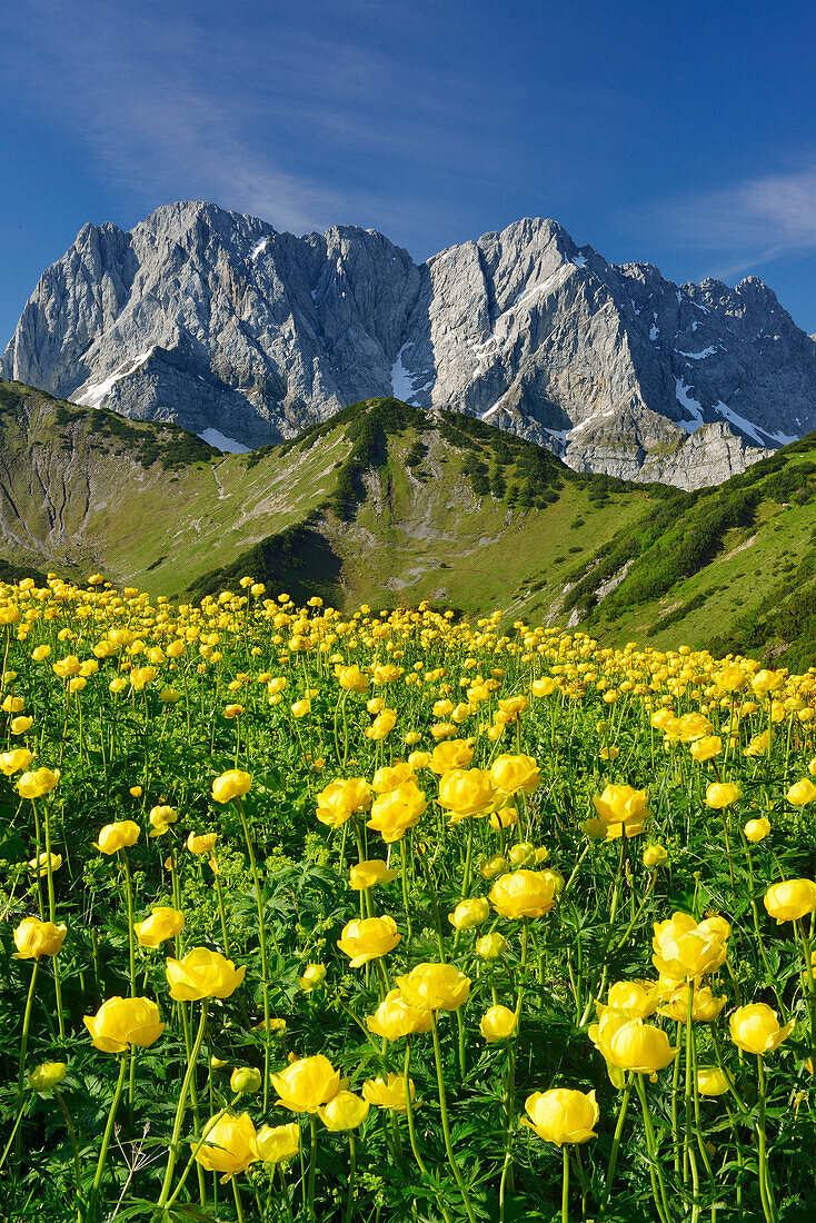 Flowering globeflowers in front of Lamsenspitze, Schafkarspitze and Hochglueck, Karwendel, Tyrol, Austria