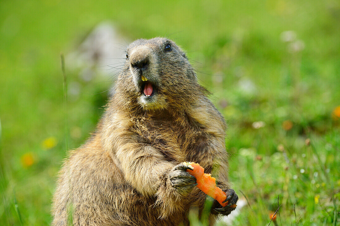 Marmot feeding a carrot, Hallstatt-Dachstein Cultural Landscape, Styria, Austria