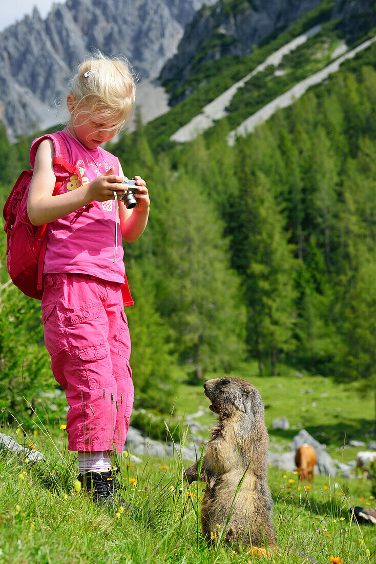 Girl photographing a marmot, Bachlalm, Dachstein Mountains, Styria, Austria