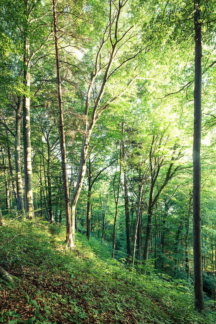 Wald im Abendlicht, Berg, Oberbayern, Bayern, Deutschland