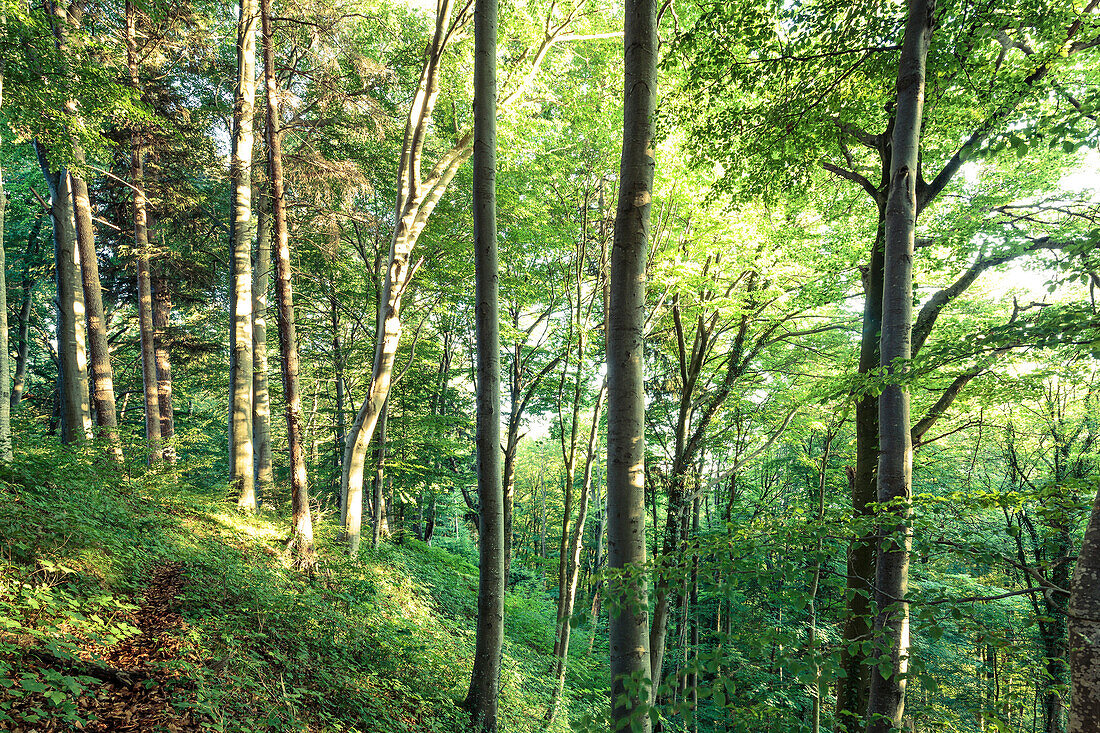 Wald im Abendlicht, Berg, Oberbayern, Bayern, Deutschland