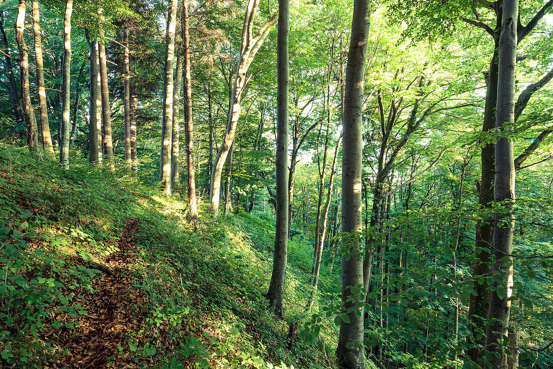 Wood in evening light, Berg, Upper Bavaria, Germany