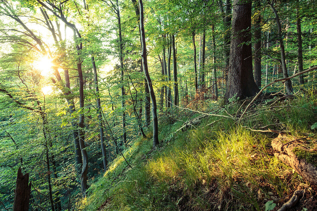 Wald im Abendlicht, Berg, Oberbayern, Bayern, Deutschland