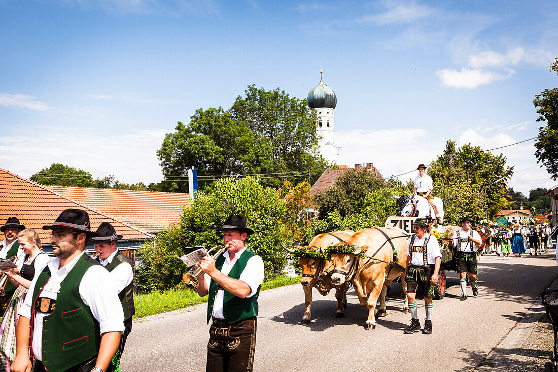 Ox-drawn cart, parade of a traditional Bavarian band, Muensing, Upper Bavaria, Germany